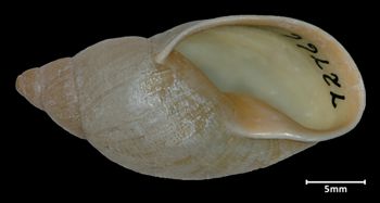 Media type: image;   Malacology 72766 Aspect: apertural